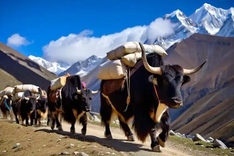 牦牛浑身是宝 藏地“高原之舟”的实用价值全解析